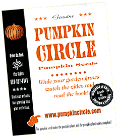 Pumpkin Seeds